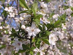 Prunus cerasus Neskora に対する画像結果