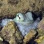 Image result for Octopus On Land