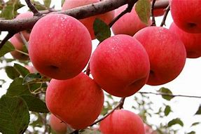 Image result for Fuji Apple Philippines