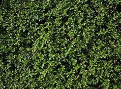 Image result for Hedge Wallpaper