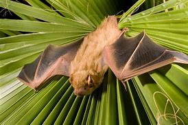 Image result for Northern Yellow Bat