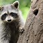 Image result for Cutest Baby Raccoon