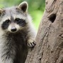 Image result for Cutest Raccoon