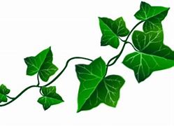 Image result for Leaf Vine Clip Art