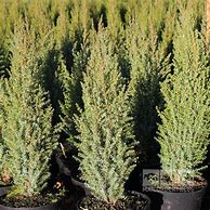Image result for Juniperus communis Compressa
