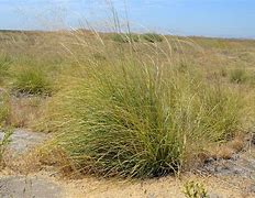 Image result for Bunchgrass Founder's