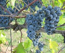 Image result for Concord Grape Vine Purple
