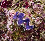 Image result for Giant Purple Clam