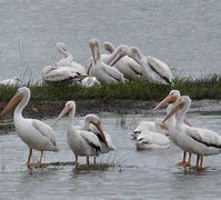 Image result for White Pelicans in Florida