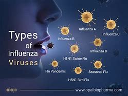 Image result for Influenza A VS B