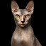 Image result for Hairless Cat Smiling