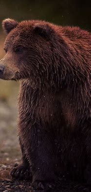 Image result for Brown Bear Wallpaper