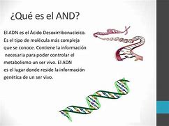 Image result for Que ES El ADN