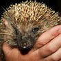 Image result for Hedgehog in Hand