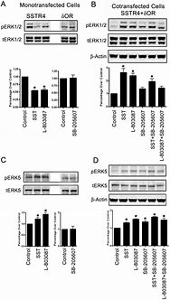 Image result for Hek 293 T Cells and Camkⅱ