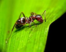 Image result for Wonder Voot Ant