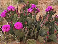 Image result for Cacti in Nevada