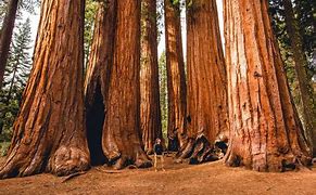 Image result for 50 Acres of Forests
