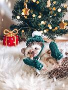 Image result for Christmas Hedgehog