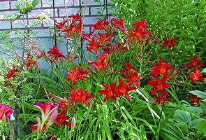 Image result for Hemerocallis Crimson Pirate