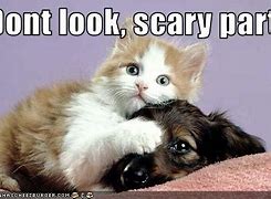 Image result for Scared Cat Mem
