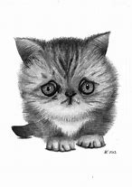Image result for Kitten Sketches