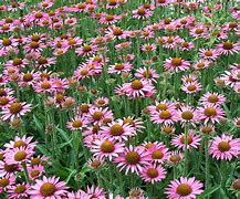 Image result for Echinacea CBG Cone 3 ® (MANGO MEADOWBRITE)