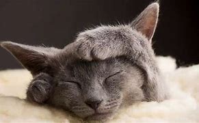 Image result for Purring Cat Sleeping