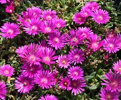 Delosperma from Sani Pass-க்கான படிம முடிவு