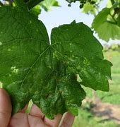 Image result for Grape Diseases Identification