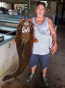 Image result for Biggest Fish in Florida