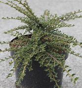 Image result for Cotoneaster hor. Variegatus