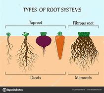 Image result for Root System Types