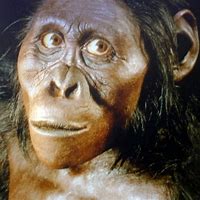 Image result for Australopithecus