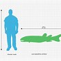 Image result for 75 Meters Comparison