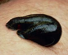 Image result for Jewish Leeches