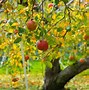 Image result for Apple Orchard