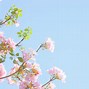 Image result for Spring Pastel Aesthetic