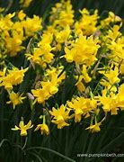 Image result for Narcissus Sunlight Sensation