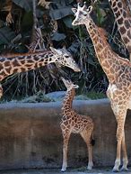 Image result for Los Angeles Zoo Giraffe