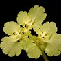 Image result for Chrysosplenium alternifolium