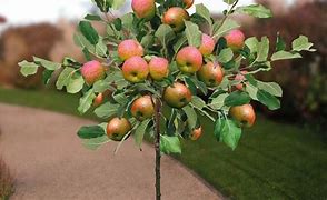 Image result for How to Take Care Apple Tree
