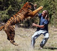 Image result for Human Hunting Tiger