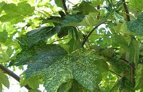 Acer pseudoplatanus Leopoldii に対する画像結果