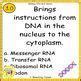 Image result for DNA and Genes for Kids