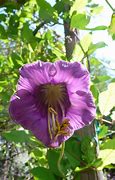 Image result for cobaea_scandens