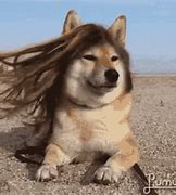 Image result for Dog Hair Cut Meme