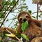 Image result for Sloth Portrait