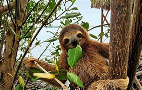Image result for You Are a Sloth
