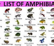 Image result for Animals That Are Amphibians